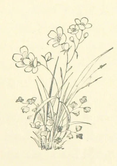 An illustration from Don. By the author of “Laddie” [i.e. Evelyn Whitaker], etc, 1895, leaf 91