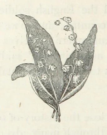 An illustration from Among the Zulus; the adventures of Hans Sterk ... With illustrations by J. B. Zwecker. New ... edition. Third thousand, 1879, leaf 350