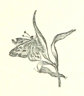An illustration from In the Enemy's Country; or, the Raven of Steinbrück. A story of 1813, etc, 1891, leaf 369