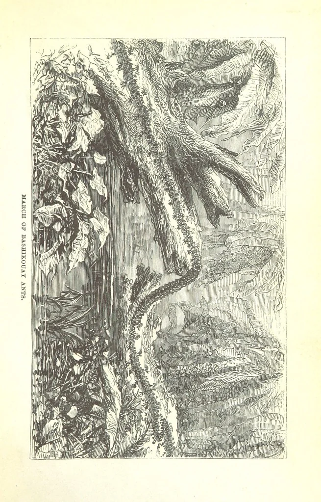 An illustration from Wild Life under the Equator. Narrated for young people, etc, 1869, leaf 125