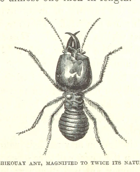 An illustration from Wild Life under the Equator. Narrated for young people, etc, 1869, leaf 129