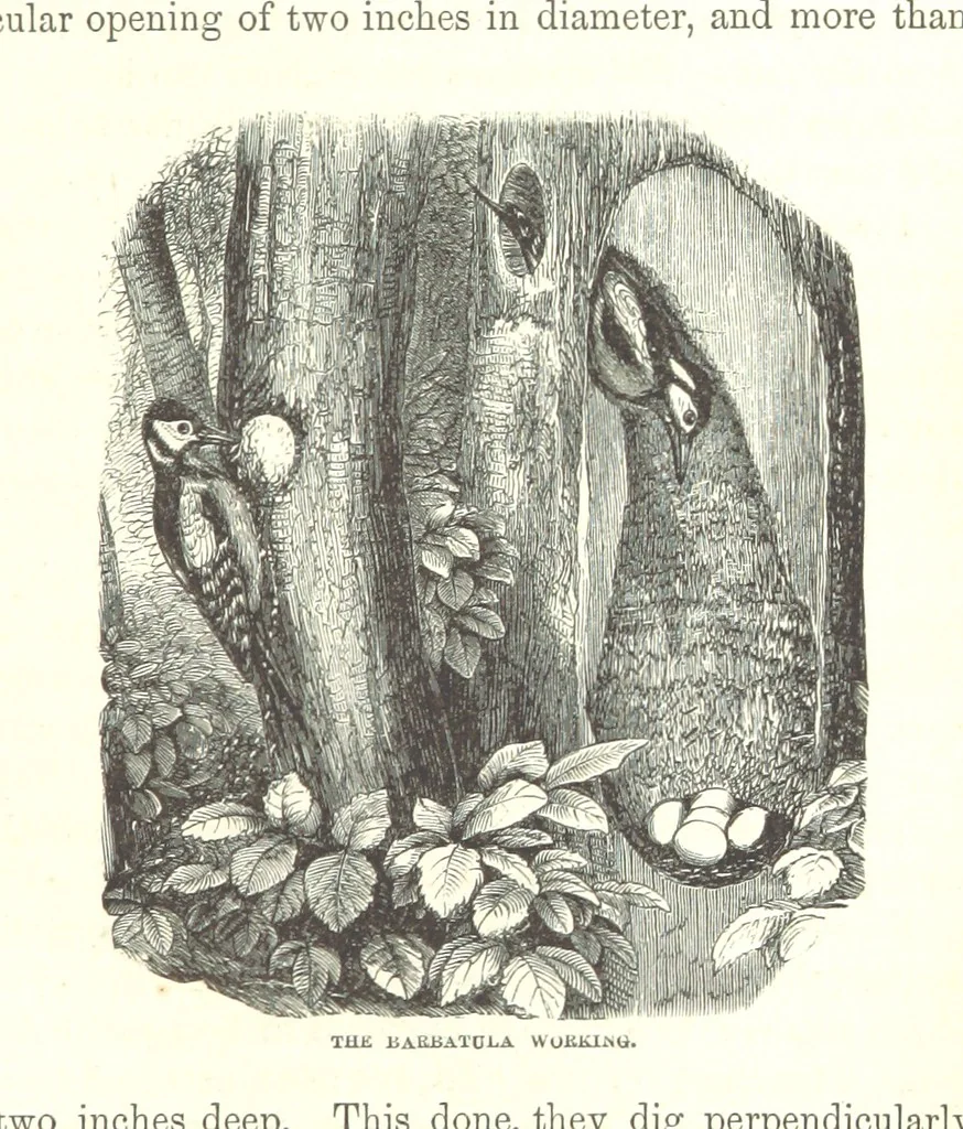 An illustration from Wild Life under the Equator. Narrated for young people, etc, 1869, leaf 137