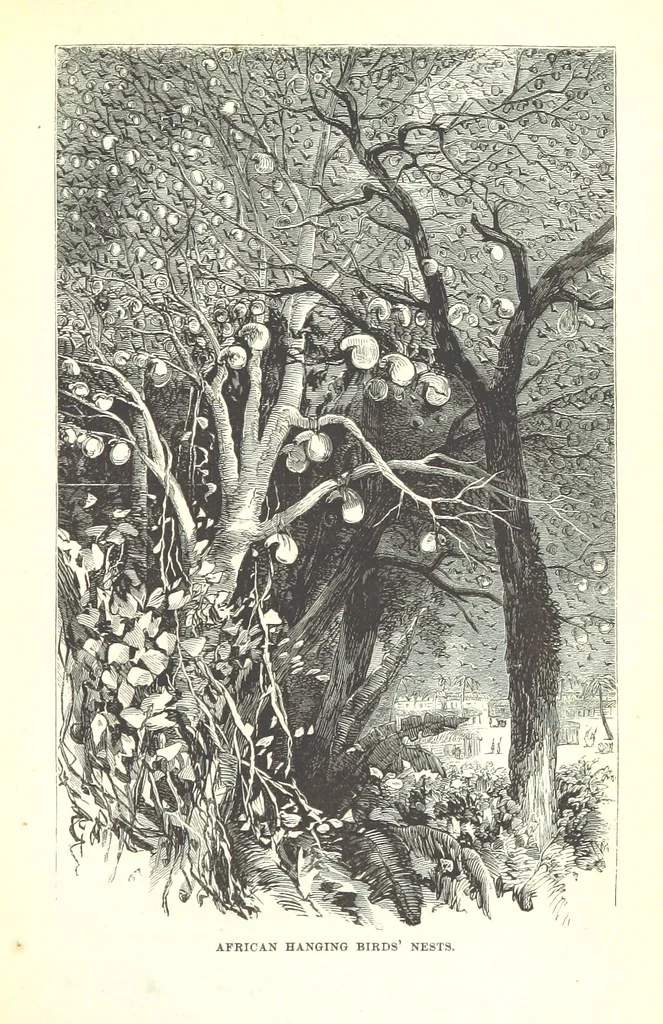 An illustration from Wild Life under the Equator. Narrated for young people, etc, 1869, leaf 139
