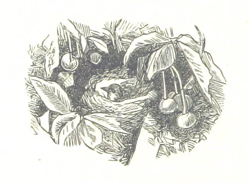 An illustration from Wild Life under the Equator. Narrated for young people, etc, 1869, leaf 18