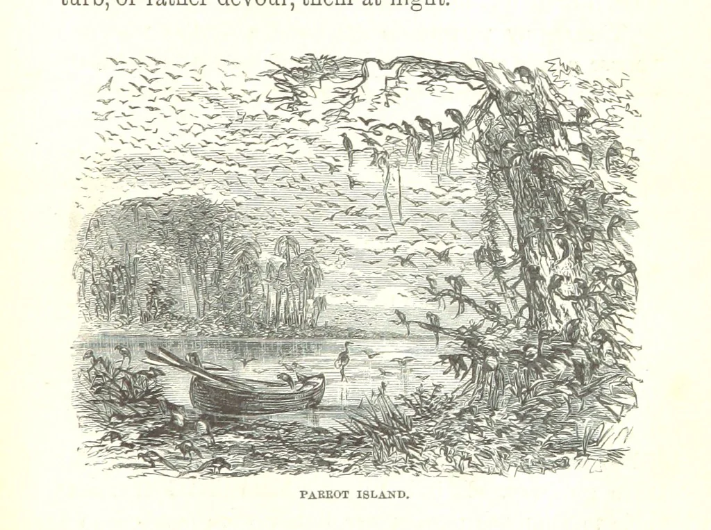 An illustration from Wild Life under the Equator. Narrated for young people, etc, 1869, leaf 27