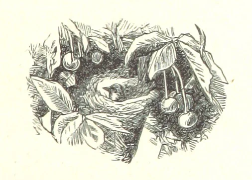 An illustration from Wild Life under the Equator. Narrated for young people, etc, 1869, leaf 55