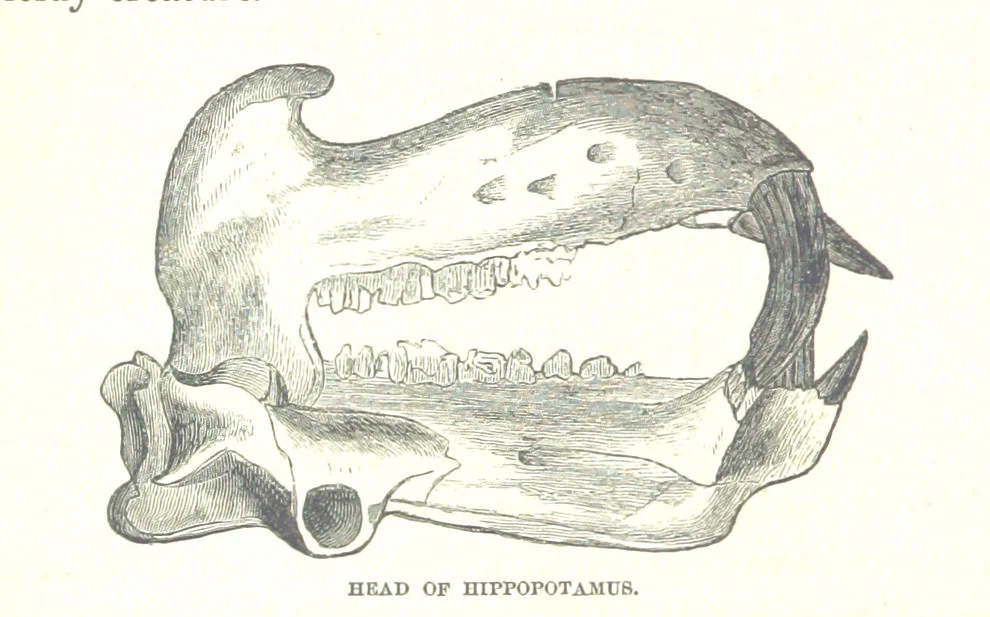 An illustration from Wild Life under the Equator. Narrated for young people, etc, 1869, leaf 80