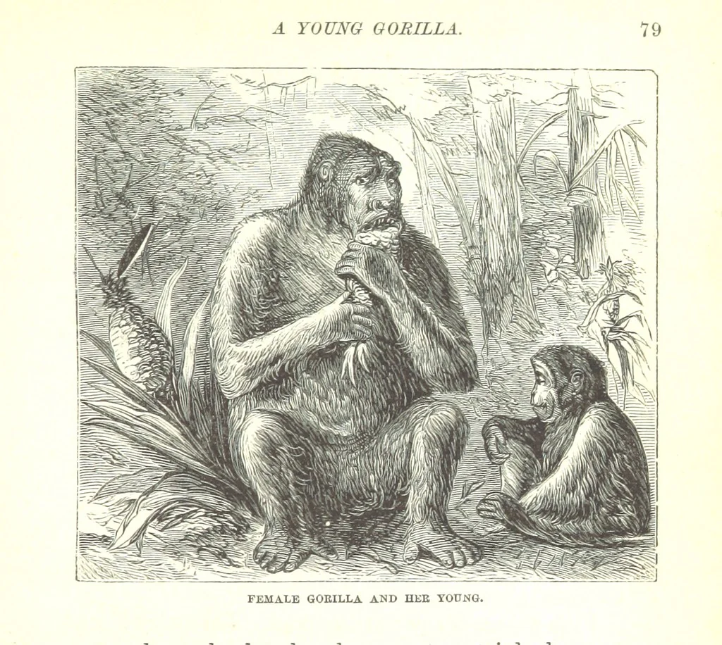 An illustration from Wild Life under the Equator. Narrated for young people, etc, 1869, leaf 85
