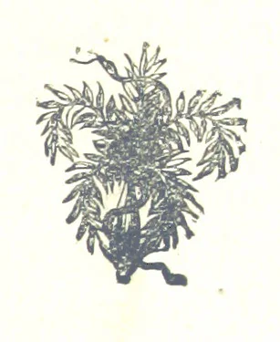 An illustration from Famous American Indians. Red Eagle and the wars with the Creek Indians of Alabama, 1878, leaf 143