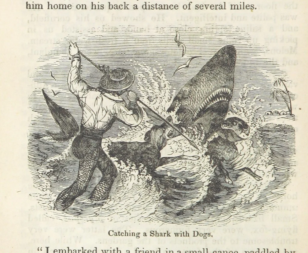 An illustration from Robinson Crusoe's own book; or, the voice of adventure from the civilized man cut off from his fellows ... and from the wanderer in strange seas and lands, etc, 1842, leaf 152