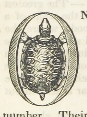 An illustration from Robinson Crusoe's own book; or, the voice of adventure from the civilized man cut off from his fellows ... and from the wanderer in strange seas and lands, etc, 1842, leaf 370
