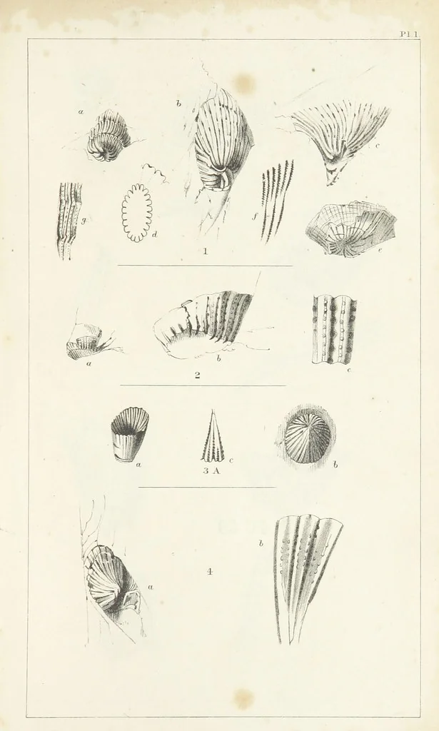 An illustration from Figures and Descriptions of the Palæozoic Fossils of Cornwall, Devon and West Somerset; observed in the course of the Ordnance Geological Survey of that district. By John Phillips, etc, 1841, leaf 249