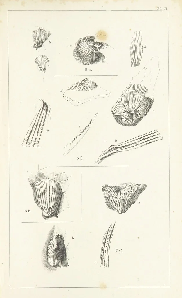 An illustration from Figures and Descriptions of the Palæozoic Fossils of Cornwall, Devon and West Somerset; observed in the course of the Ordnance Geological Survey of that district. By John Phillips, etc, 1841, leaf 251