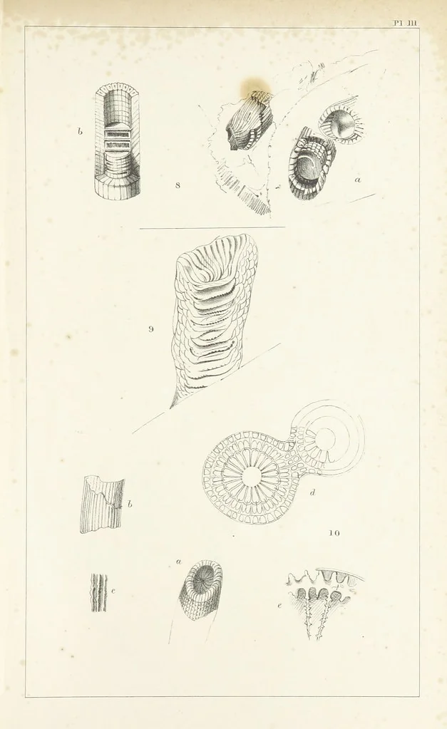 An illustration from Figures and Descriptions of the Palæozoic Fossils of Cornwall, Devon and West Somerset; observed in the course of the Ordnance Geological Survey of that district. By John Phillips, etc, 1841, leaf 253