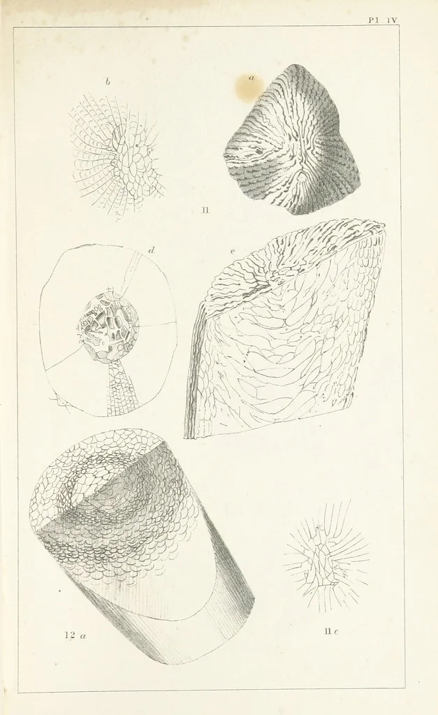 An illustration from Figures and Descriptions of the Palæozoic Fossils of Cornwall, Devon and West Somerset; observed in the course of the Ordnance Geological Survey of that district. By John Phillips, etc, 1841, leaf 255