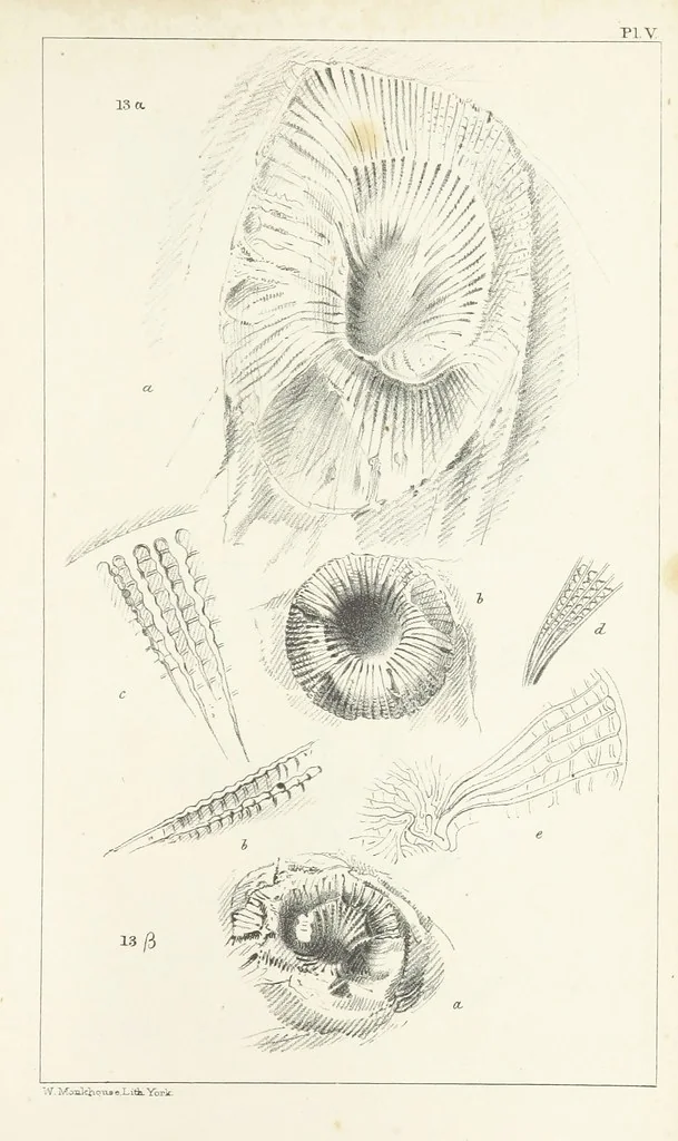 An illustration from Figures and Descriptions of the Palæozoic Fossils of Cornwall, Devon and West Somerset; observed in the course of the Ordnance Geological Survey of that district. By John Phillips, etc, 1841, leaf 257
