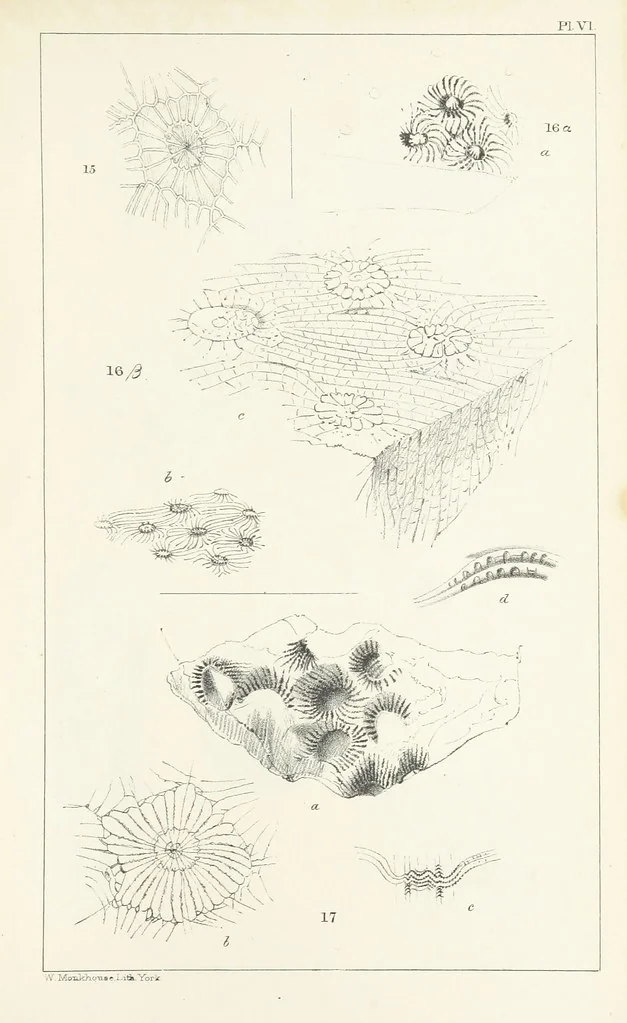 An illustration from Figures and Descriptions of the Palæozoic Fossils of Cornwall, Devon and West Somerset; observed in the course of the Ordnance Geological Survey of that district. By John Phillips, etc, 1841, leaf 259