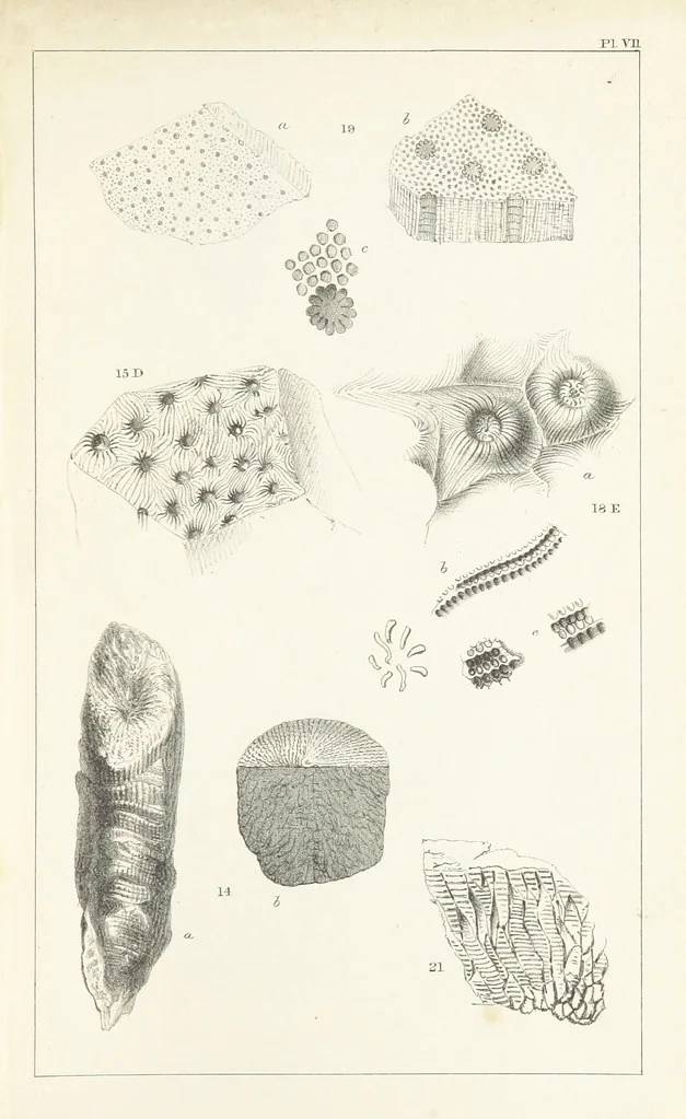 An illustration from Figures and Descriptions of the Palæozoic Fossils of Cornwall, Devon and West Somerset; observed in the course of the Ordnance Geological Survey of that district. By John Phillips, etc, 1841, leaf 261