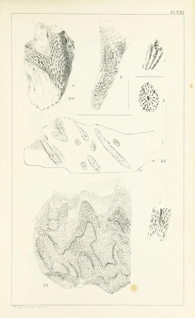 An illustration from Figures and Descriptions of the Palæozoic Fossils of Cornwall, Devon and West Somerset; observed in the course of the Ordnance Geological Survey of that district. By John Phillips, etc, 1841, leaf 263