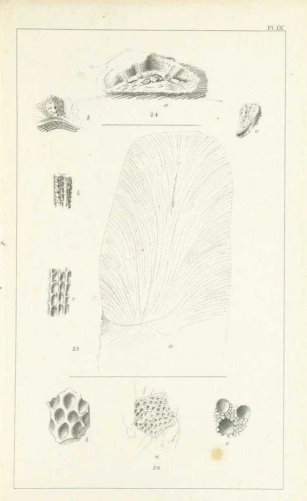 An illustration from Figures and Descriptions of the Palæozoic Fossils of Cornwall, Devon and West Somerset; observed in the course of the Ordnance Geological Survey of that district. By John Phillips, etc, 1841, leaf 265