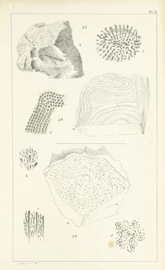 An illustration from Figures and Descriptions of the Palæozoic Fossils of Cornwall, Devon and West Somerset; observed in the course of the Ordnance Geological Survey of that district. By John Phillips, etc, 1841, leaf 267