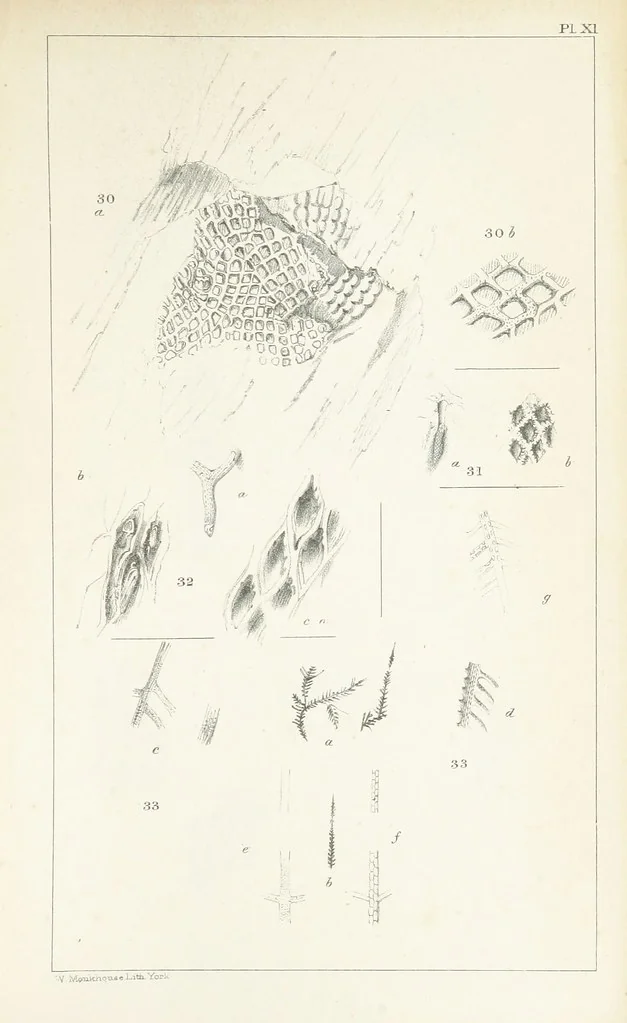 An illustration from Figures and Descriptions of the Palæozoic Fossils of Cornwall, Devon and West Somerset; observed in the course of the Ordnance Geological Survey of that district. By John Phillips, etc, 1841, leaf 269