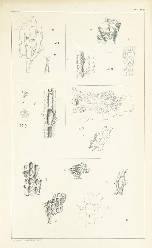 An illustration from Figures and Descriptions of the Palæozoic Fossils of Cornwall, Devon and West Somerset; observed in the course of the Ordnance Geological Survey of that district. By John Phillips, etc, 1841, leaf 271