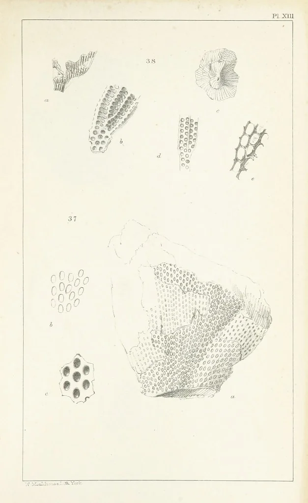 An illustration from Figures and Descriptions of the Palæozoic Fossils of Cornwall, Devon and West Somerset; observed in the course of the Ordnance Geological Survey of that district. By John Phillips, etc, 1841, leaf 273