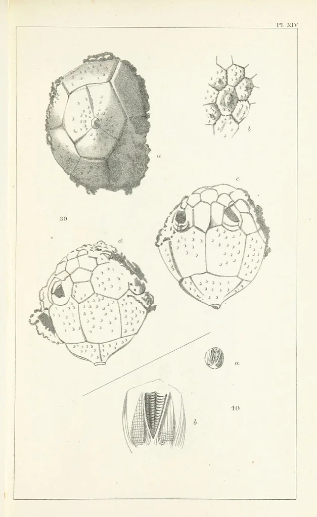 An illustration from Figures and Descriptions of the Palæozoic Fossils of Cornwall, Devon and West Somerset; observed in the course of the Ordnance Geological Survey of that district. By John Phillips, etc, 1841, leaf 275