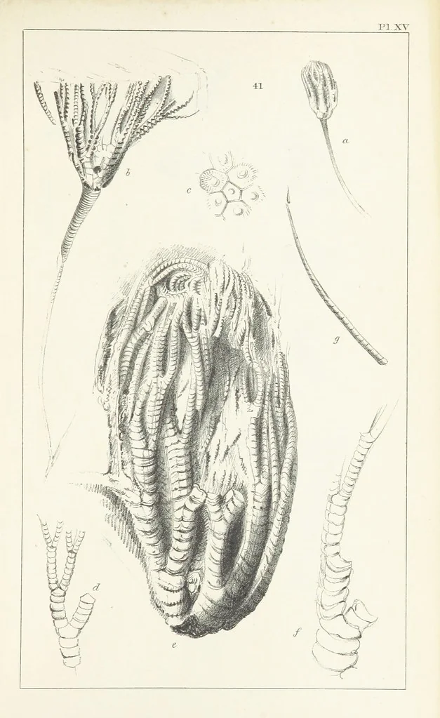 An illustration from Figures and Descriptions of the Palæozoic Fossils of Cornwall, Devon and West Somerset; observed in the course of the Ordnance Geological Survey of that district. By John Phillips, etc, 1841, leaf 277
