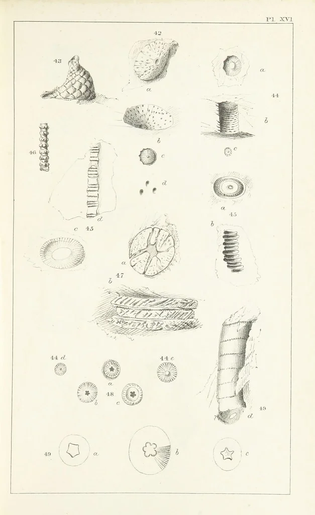 An illustration from Figures and Descriptions of the Palæozoic Fossils of Cornwall, Devon and West Somerset; observed in the course of the Ordnance Geological Survey of that district. By John Phillips, etc, 1841, leaf 279