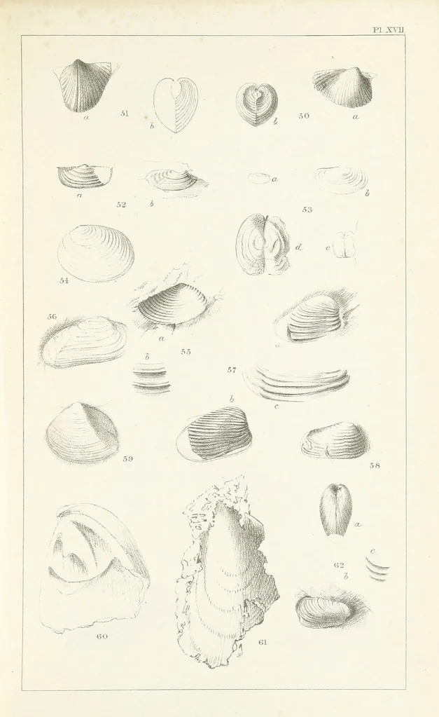 An illustration from Figures and Descriptions of the Palæozoic Fossils of Cornwall, Devon and West Somerset; observed in the course of the Ordnance Geological Survey of that district. By John Phillips, etc, 1841, leaf 281