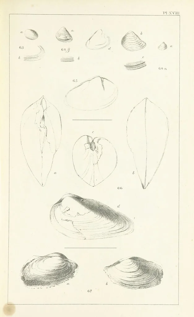 An illustration from Figures and Descriptions of the Palæozoic Fossils of Cornwall, Devon and West Somerset; observed in the course of the Ordnance Geological Survey of that district. By John Phillips, etc, 1841, leaf 283