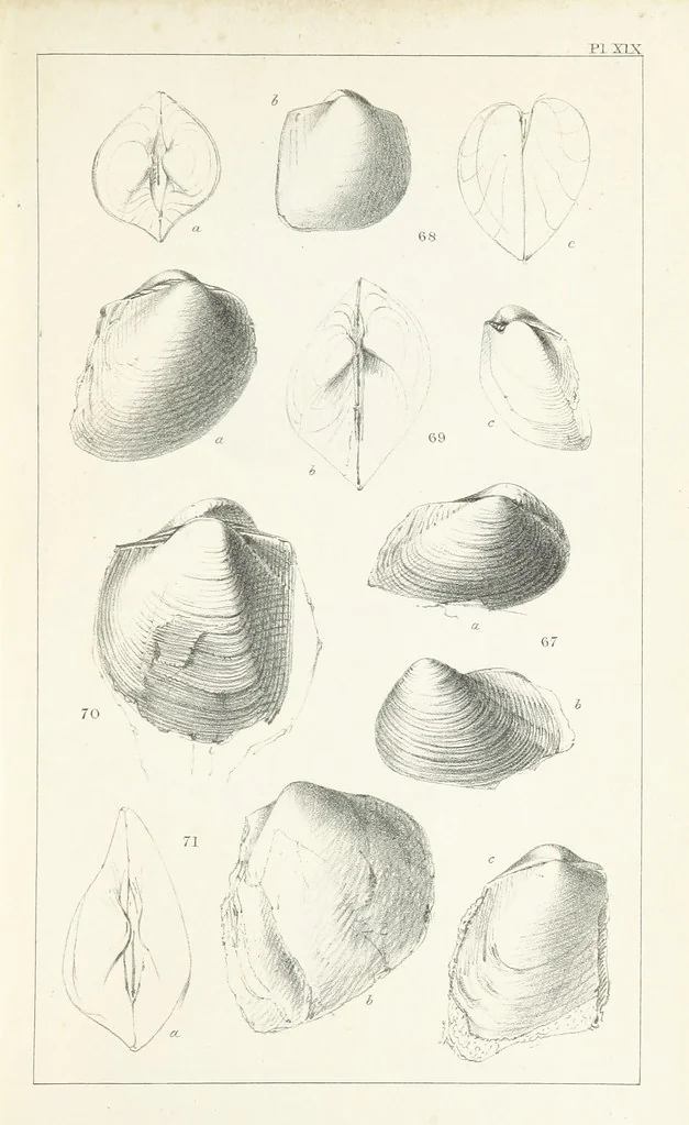 An illustration from Figures and Descriptions of the Palæozoic Fossils of Cornwall, Devon and West Somerset; observed in the course of the Ordnance Geological Survey of that district. By John Phillips, etc, 1841, leaf 285