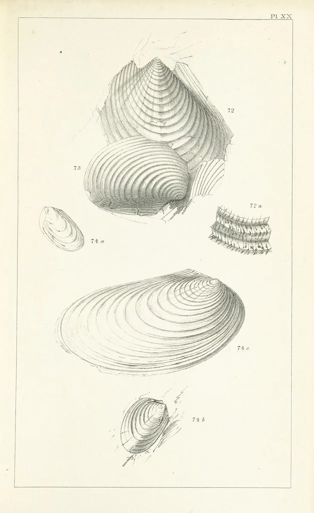 An illustration from Figures and Descriptions of the Palæozoic Fossils of Cornwall, Devon and West Somerset; observed in the course of the Ordnance Geological Survey of that district. By John Phillips, etc, 1841, leaf 287