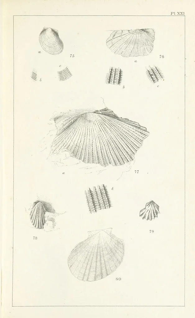 An illustration from Figures and Descriptions of the Palæozoic Fossils of Cornwall, Devon and West Somerset; observed in the course of the Ordnance Geological Survey of that district. By John Phillips, etc, 1841, leaf 289