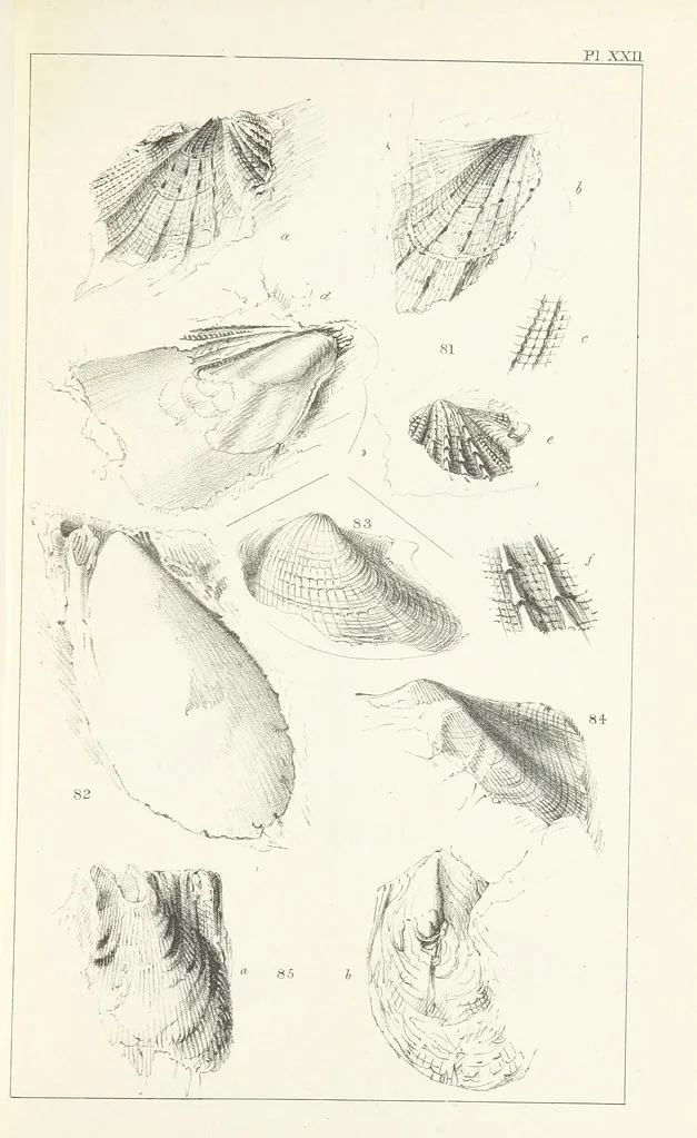 An illustration from Figures and Descriptions of the Palæozoic Fossils of Cornwall, Devon and West Somerset; observed in the course of the Ordnance Geological Survey of that district. By John Phillips, etc, 1841, leaf 291
