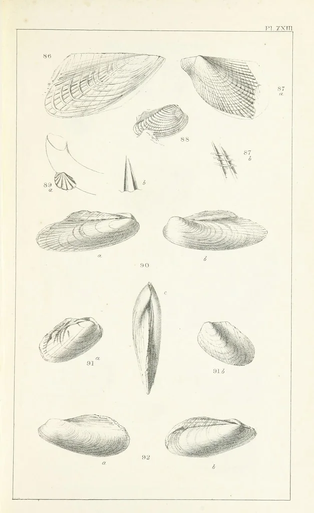 An illustration from Figures and Descriptions of the Palæozoic Fossils of Cornwall, Devon and West Somerset; observed in the course of the Ordnance Geological Survey of that district. By John Phillips, etc, 1841, leaf 293