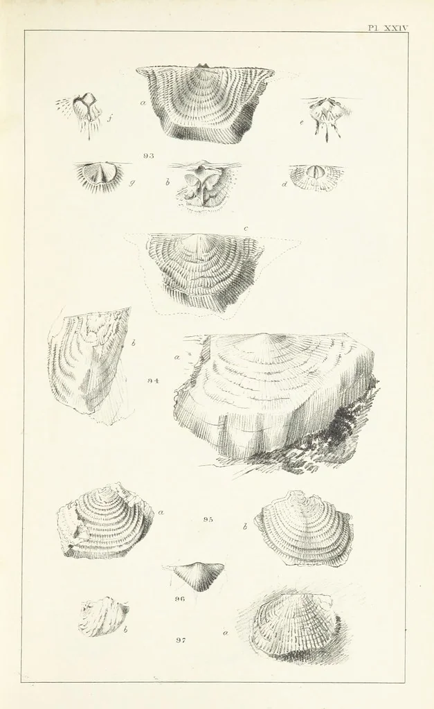 An illustration from Figures and Descriptions of the Palæozoic Fossils of Cornwall, Devon and West Somerset; observed in the course of the Ordnance Geological Survey of that district. By John Phillips, etc, 1841, leaf 295