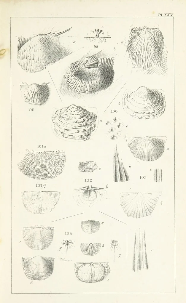 An illustration from Figures and Descriptions of the Palæozoic Fossils of Cornwall, Devon and West Somerset; observed in the course of the Ordnance Geological Survey of that district. By John Phillips, etc, 1841, leaf 297