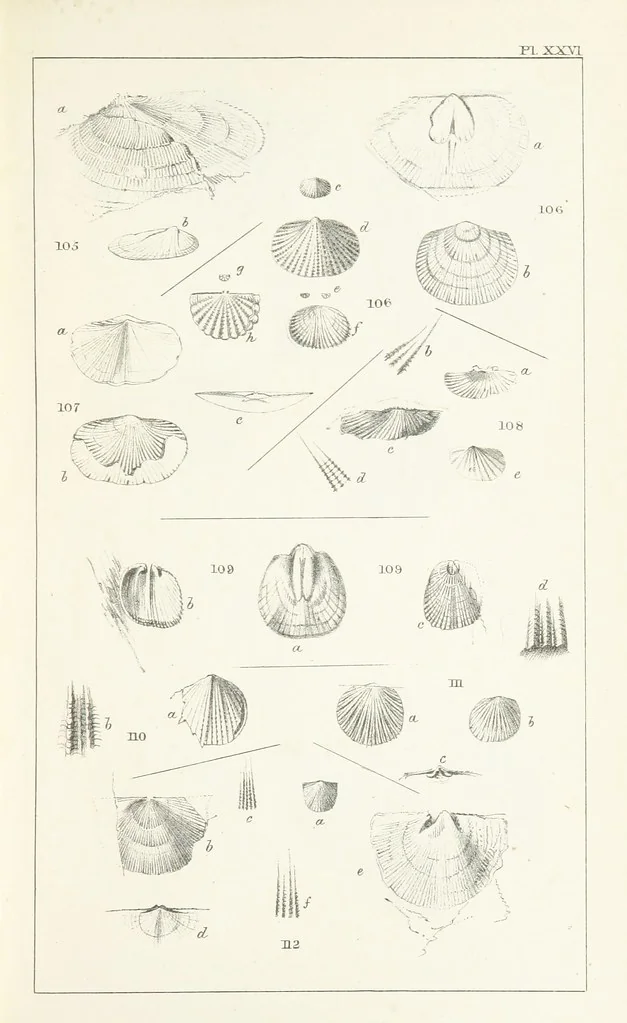 An illustration from Figures and Descriptions of the Palæozoic Fossils of Cornwall, Devon and West Somerset; observed in the course of the Ordnance Geological Survey of that district. By John Phillips, etc, 1841, leaf 299