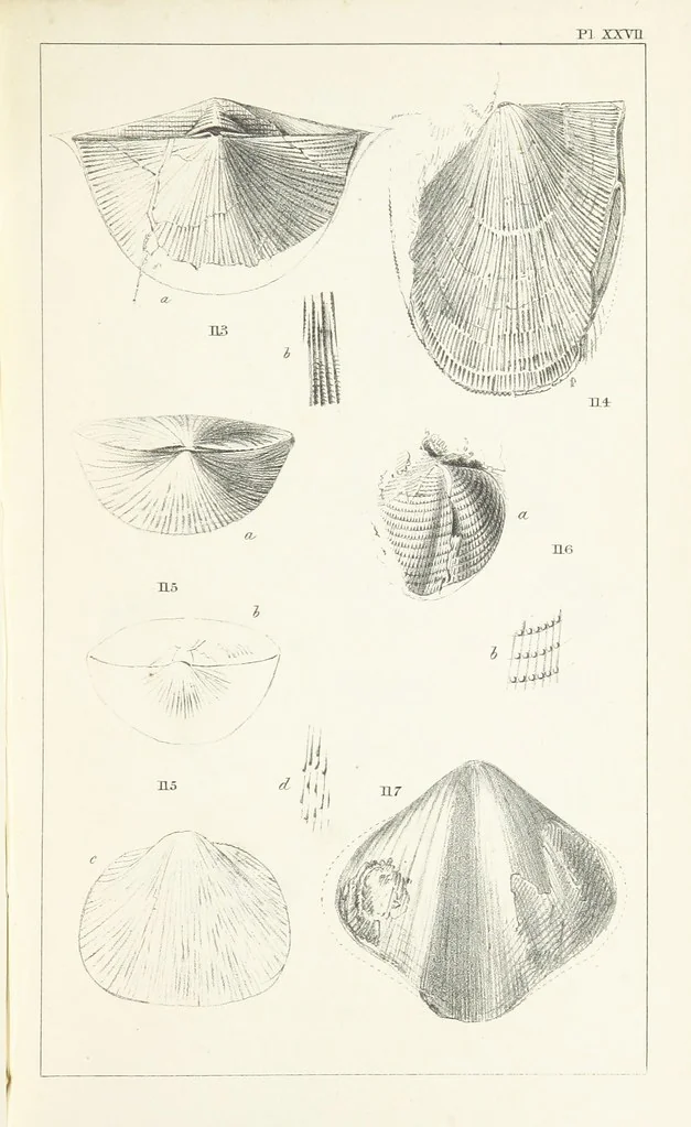 An illustration from Figures and Descriptions of the Palæozoic Fossils of Cornwall, Devon and West Somerset; observed in the course of the Ordnance Geological Survey of that district. By John Phillips, etc, 1841, leaf 301