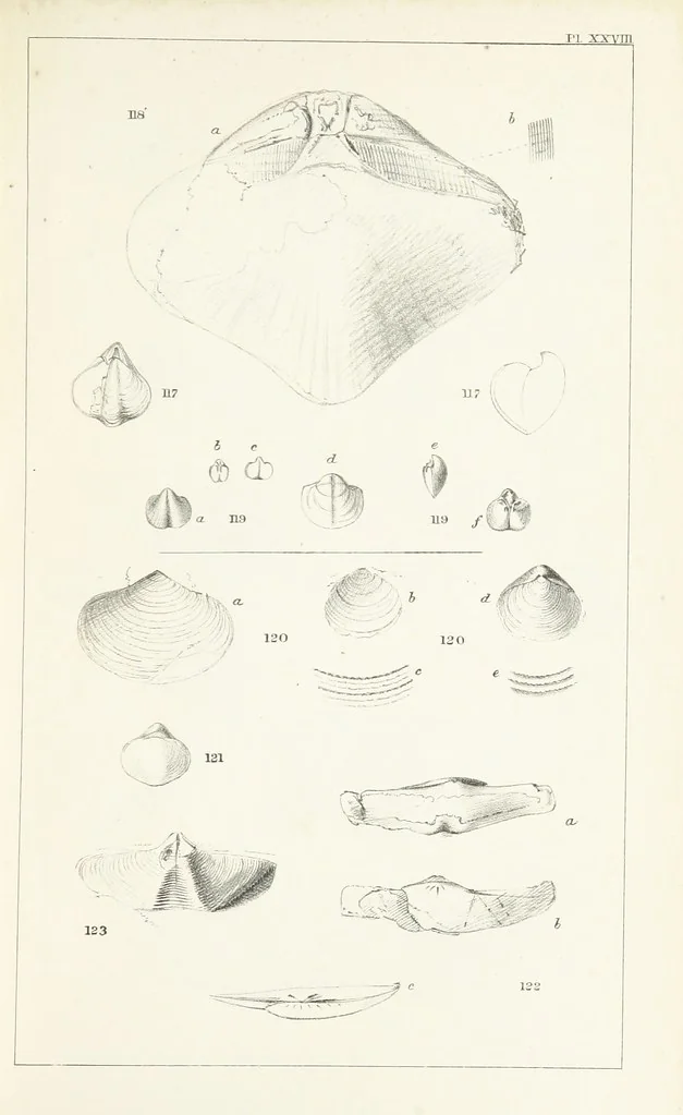An illustration from Figures and Descriptions of the Palæozoic Fossils of Cornwall, Devon and West Somerset; observed in the course of the Ordnance Geological Survey of that district. By John Phillips, etc, 1841, leaf 303
