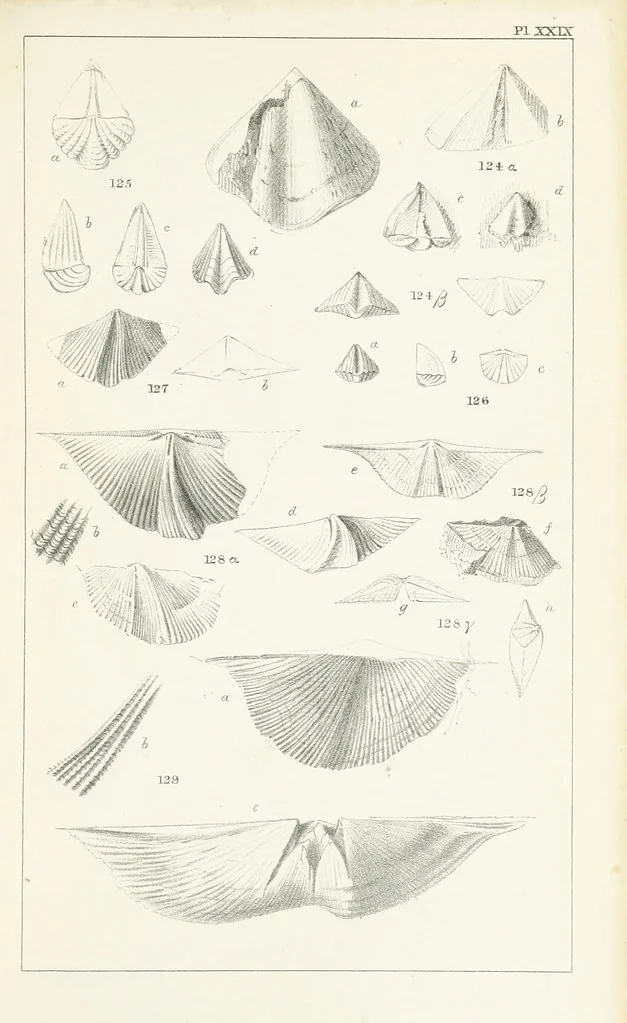 An illustration from Figures and Descriptions of the Palæozoic Fossils of Cornwall, Devon and West Somerset; observed in the course of the Ordnance Geological Survey of that district. By John Phillips, etc, 1841, leaf 305