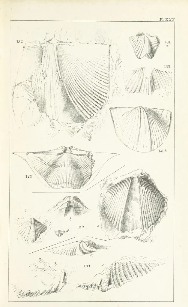 An illustration from Figures and Descriptions of the Palæozoic Fossils of Cornwall, Devon and West Somerset; observed in the course of the Ordnance Geological Survey of that district. By John Phillips, etc, 1841, leaf 307