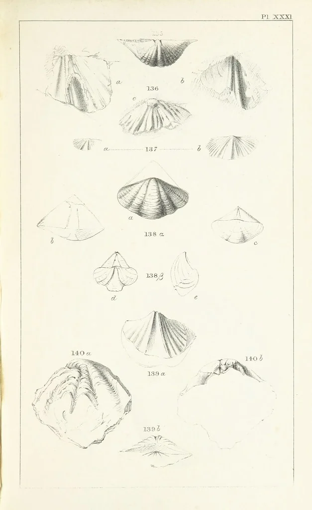 An illustration from Figures and Descriptions of the Palæozoic Fossils of Cornwall, Devon and West Somerset; observed in the course of the Ordnance Geological Survey of that district. By John Phillips, etc, 1841, leaf 309