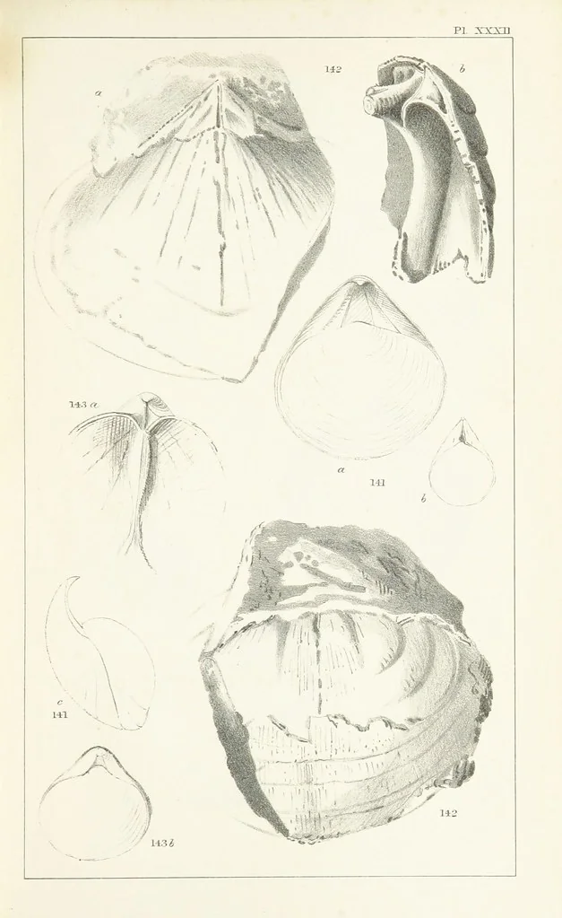 An illustration from Figures and Descriptions of the Palæozoic Fossils of Cornwall, Devon and West Somerset; observed in the course of the Ordnance Geological Survey of that district. By John Phillips, etc, 1841, leaf 311