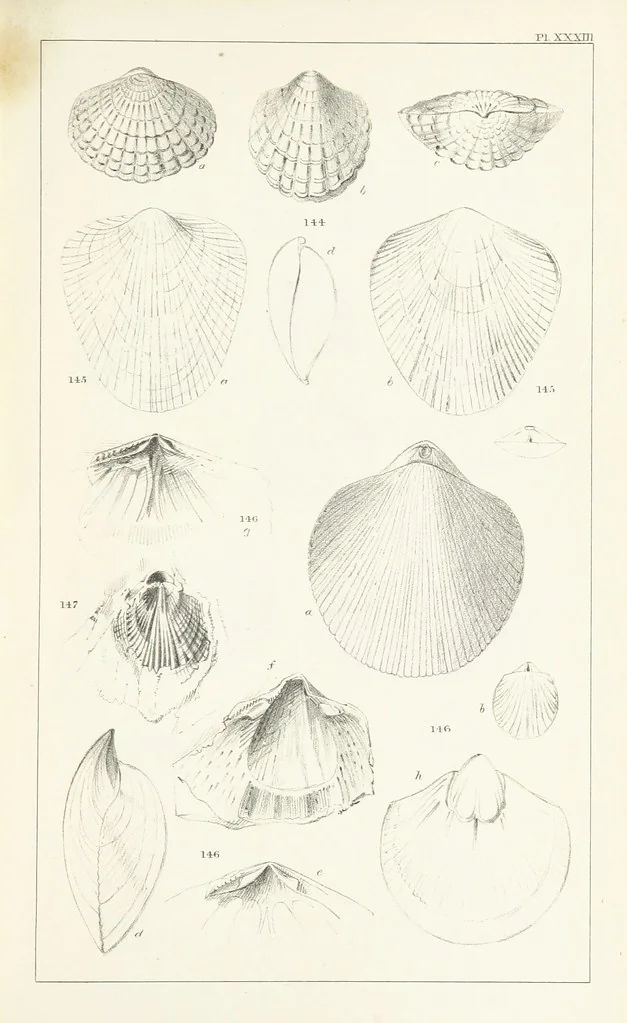 An illustration from Figures and Descriptions of the Palæozoic Fossils of Cornwall, Devon and West Somerset; observed in the course of the Ordnance Geological Survey of that district. By John Phillips, etc, 1841, leaf 313