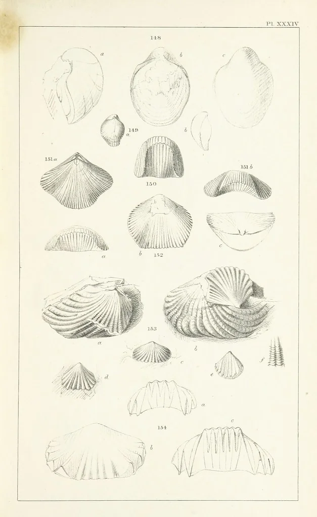 An illustration from Figures and Descriptions of the Palæozoic Fossils of Cornwall, Devon and West Somerset; observed in the course of the Ordnance Geological Survey of that district. By John Phillips, etc, 1841, leaf 315