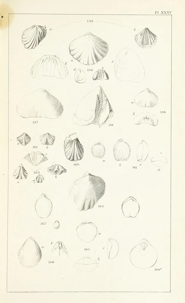 An illustration from Figures and Descriptions of the Palæozoic Fossils of Cornwall, Devon and West Somerset; observed in the course of the Ordnance Geological Survey of that district. By John Phillips, etc, 1841, leaf 317